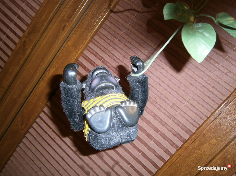 Małpka Gdynia sprzedam