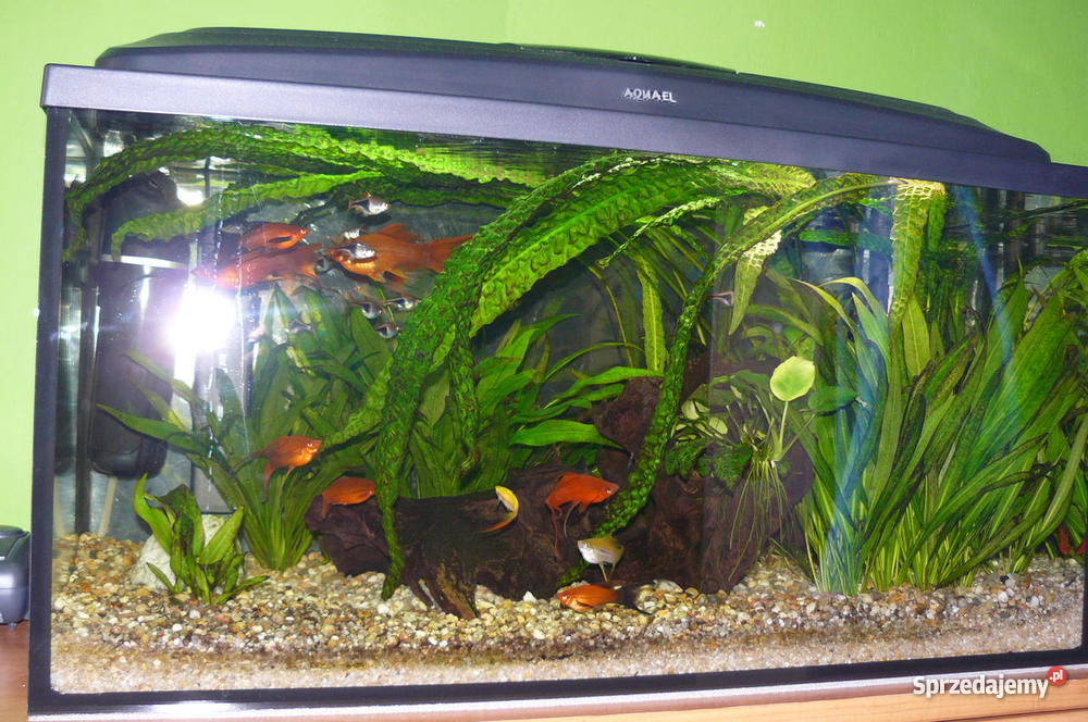 Akwarium 112l Częstochowa
