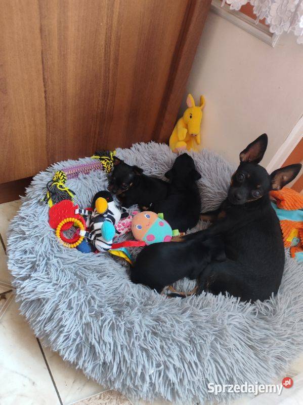 Pinczerek miniaturka Płock