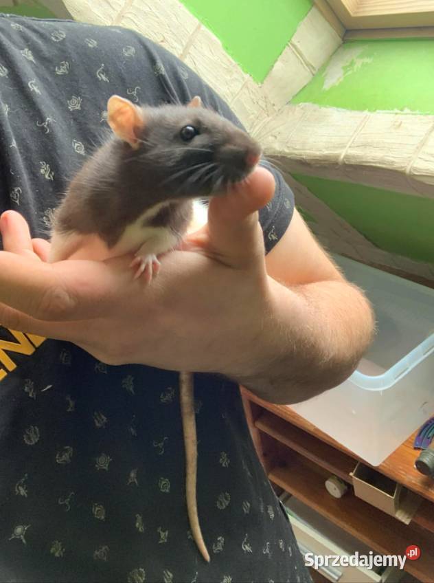 Szczury Tczew