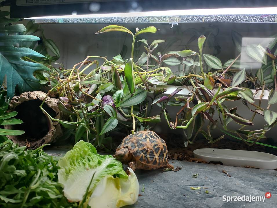 3 poziome terrarium z 2 żółwiami Promienistymi i Białystok