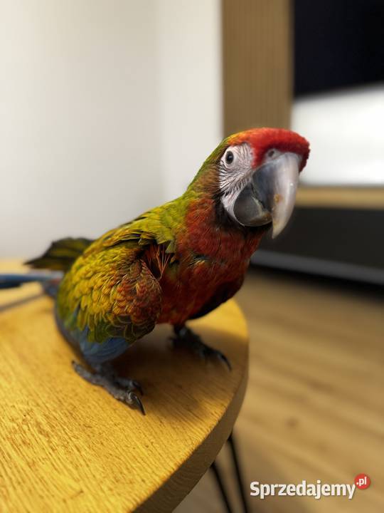 Ara shamrock samica ręcznie karmiona Łuków