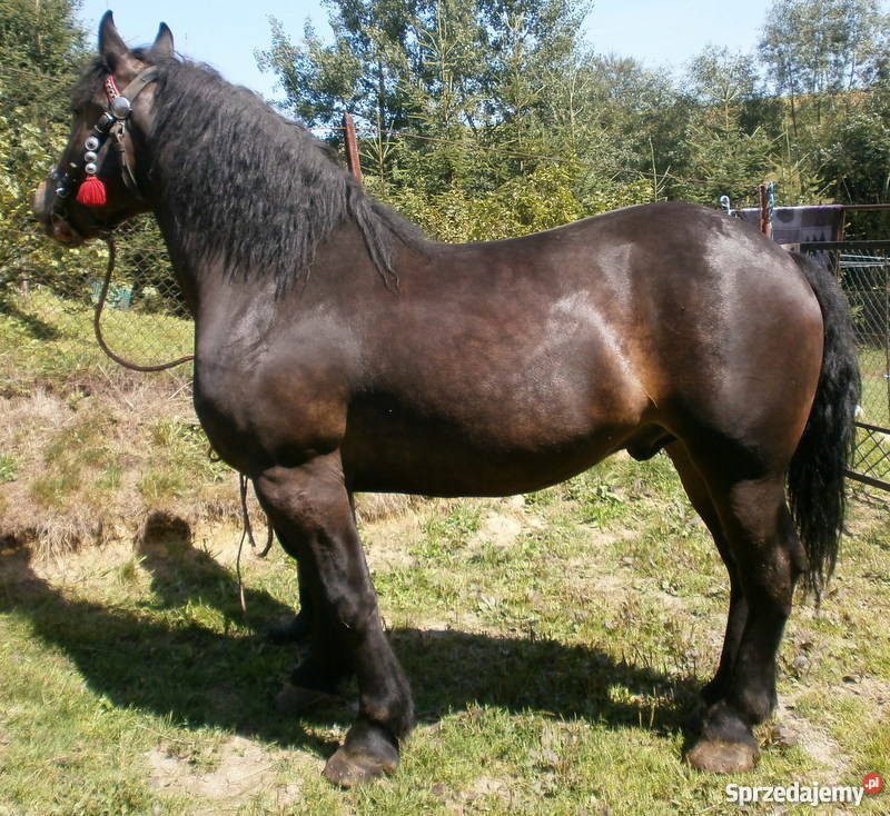 KOŃ WAŁACH Jordanów