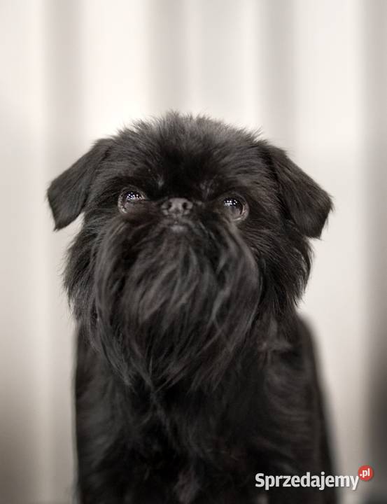 Gryfonik Brukselski Suczka FCI Pozostałe