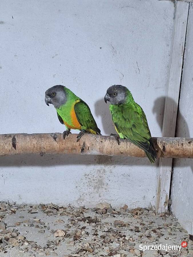 Sprzedam senegalka afrykańska Wodzisław Śląski