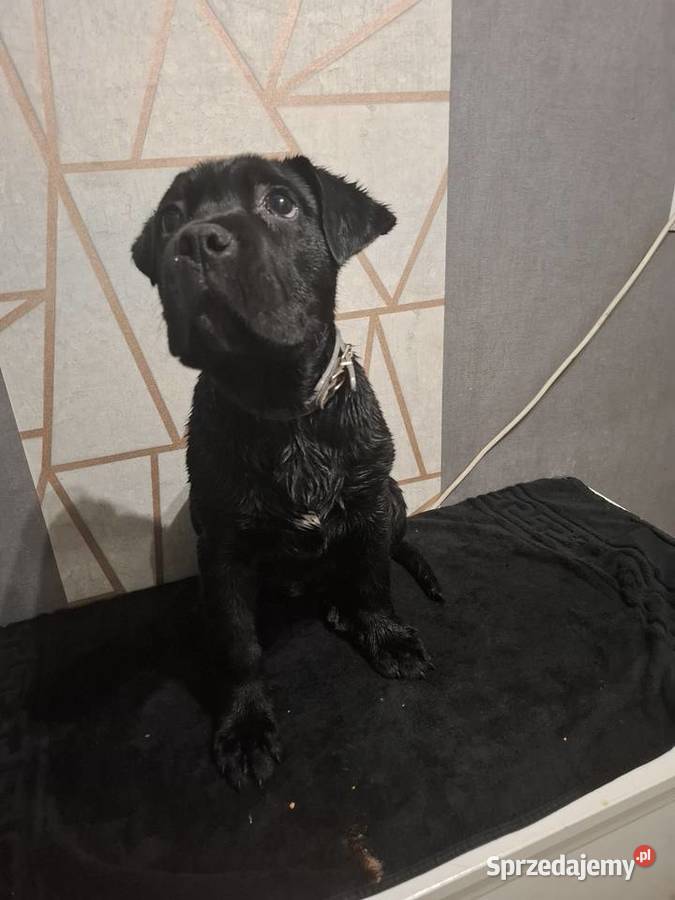 Szczeniaki Cane Corso Cane Corso