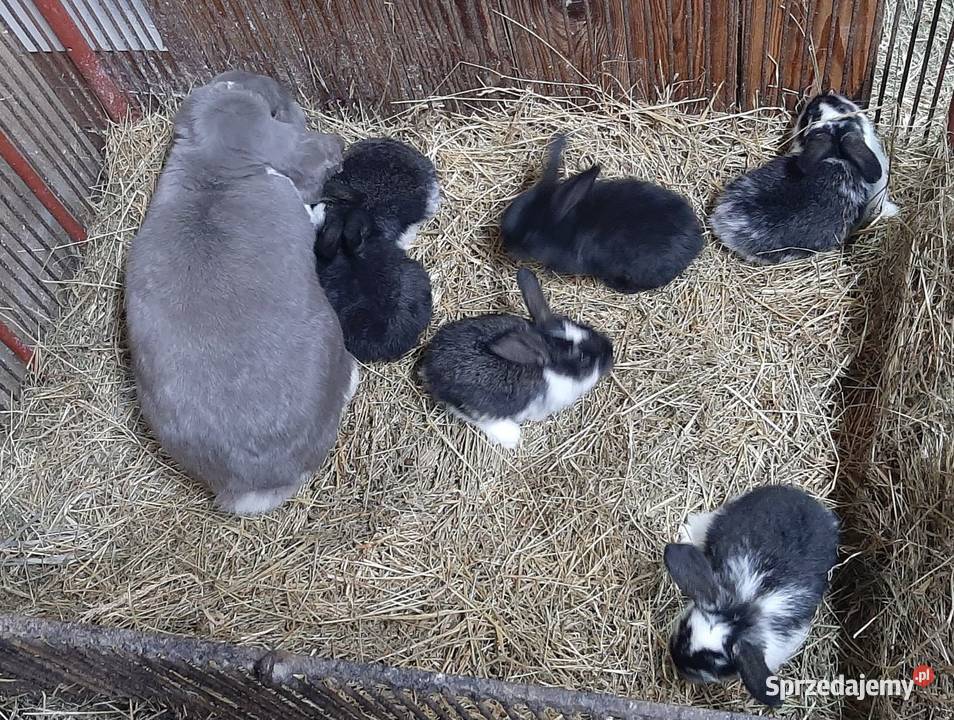 Samica baran francuski z młodymi