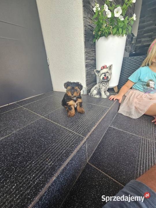York terrier chłopczyk Chróścin