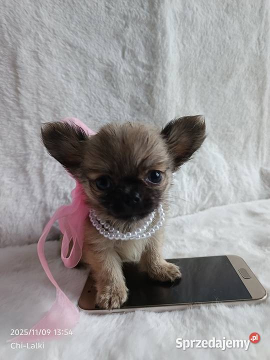 Chihuahua dziewczynka suczka XS dlugowlosa Inowrocław
