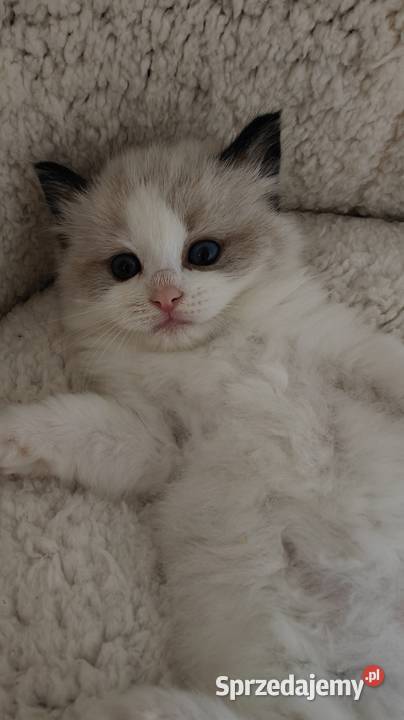 Cudowne kociaki Ragdoll Championie FPL rodowód