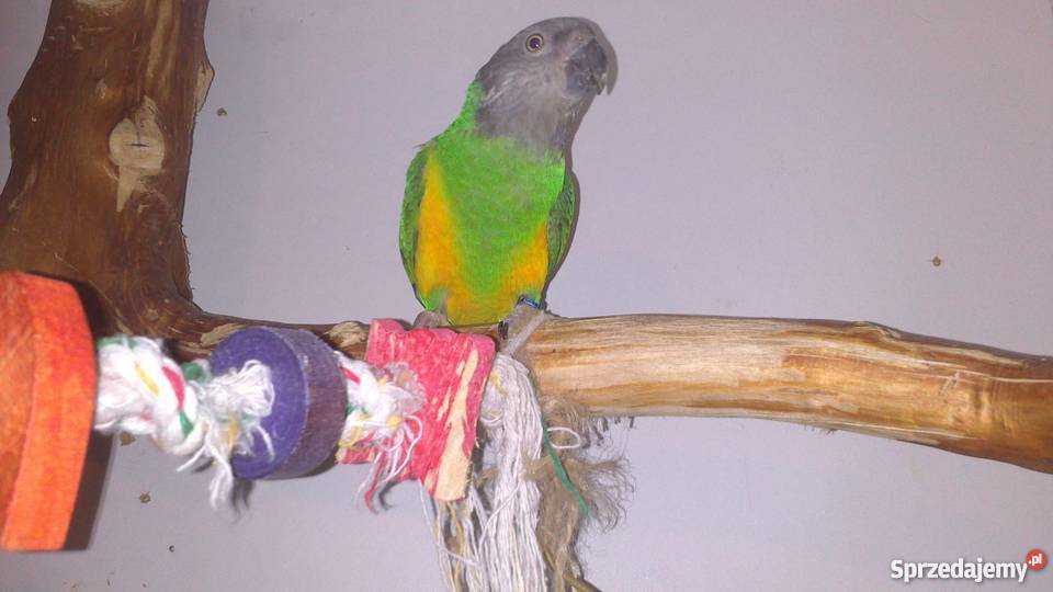 Senegalka afrykanka SAMICA 2011r ręcznie Jasło