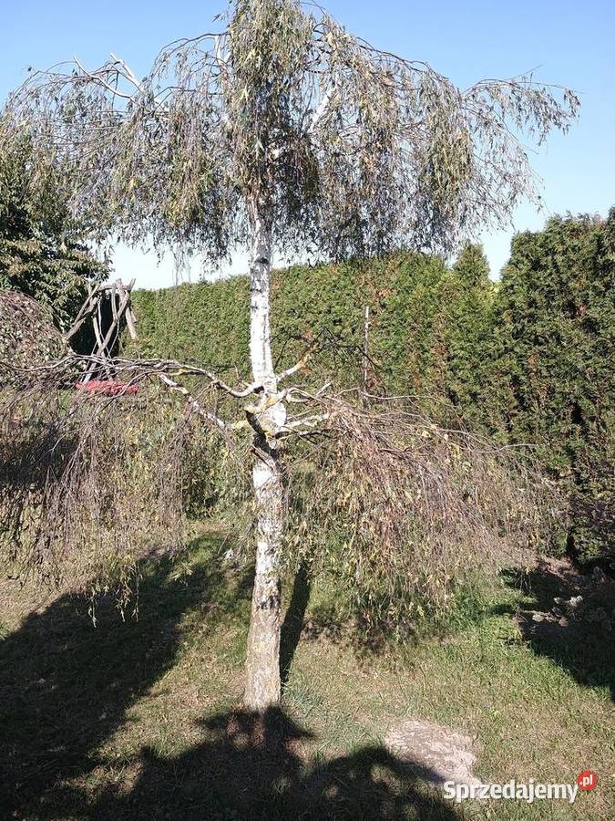 Usługi ogrodnicze Karczowanie działek Puławy