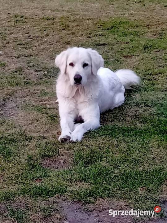 Owczarek podhalański Grabówiec