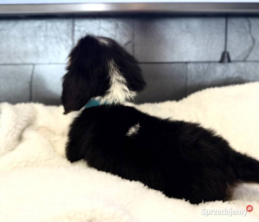 Piesek BERNIE Cavalier King Charles Spaniel Limanowa