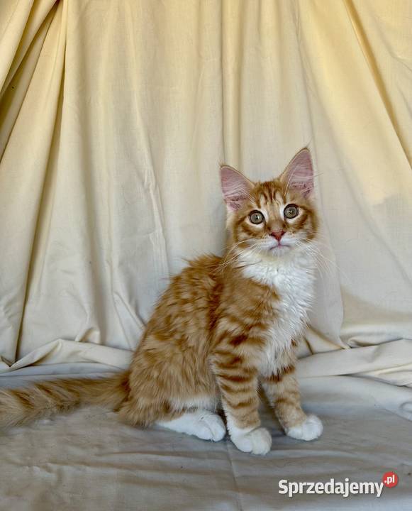 Norweskie kocięta Leśne Ostrołęka sprzedam