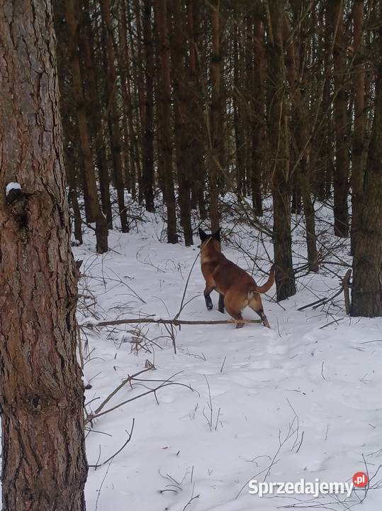 Owczarek Belgijski Owczarek