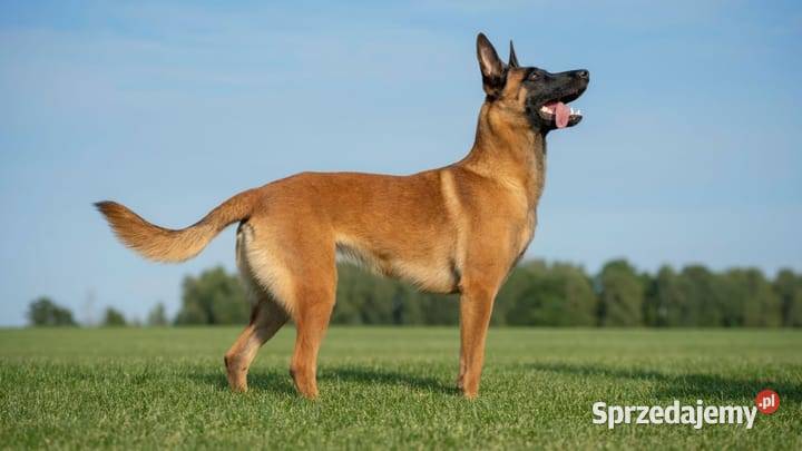 Owczarek Belgijski Malionois mazowieckie Ciechanów