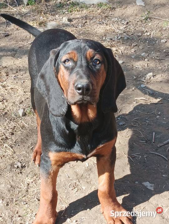 Szczenięta Gończy polski Kamionna