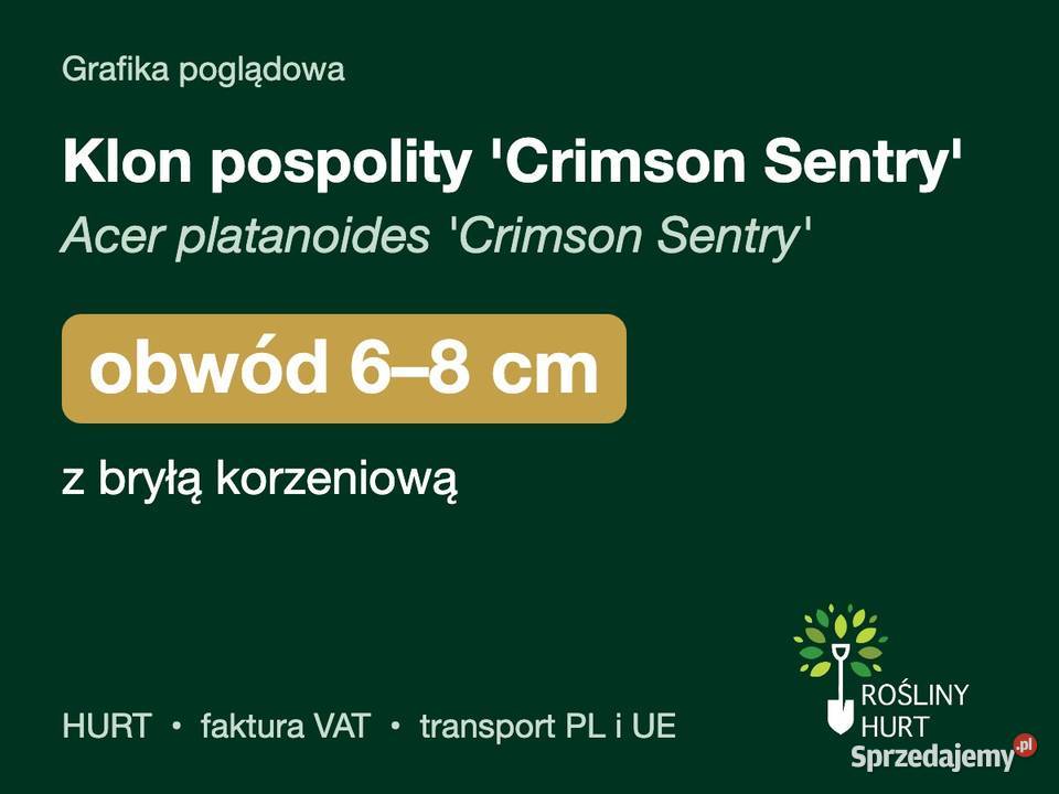 Klon pospolity Crimson Sentry obwód 68 z bryłą sprzedam