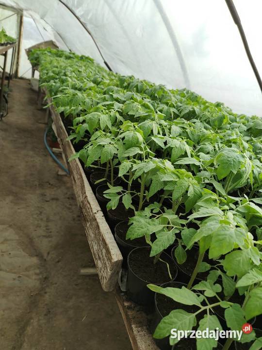 Rozsada Pomidory Ogórki