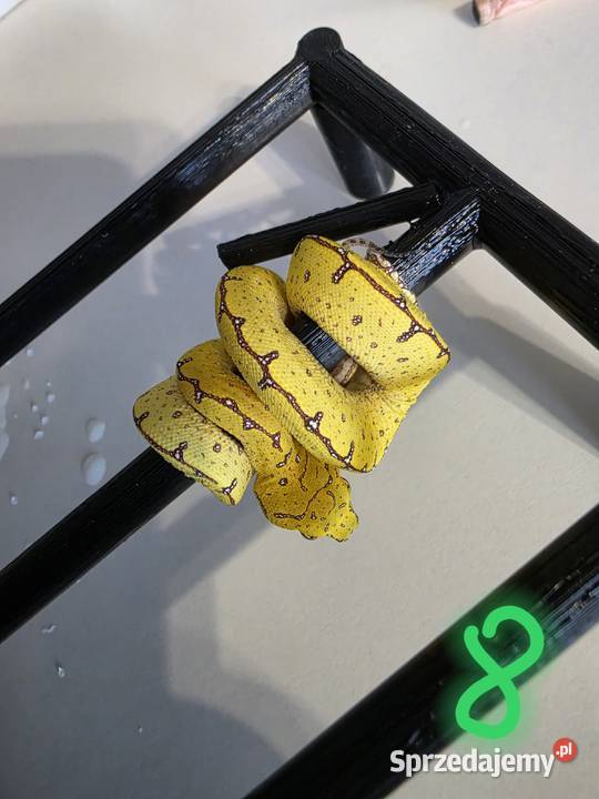 Pyton zielony Morelia Viridis Cyklop
