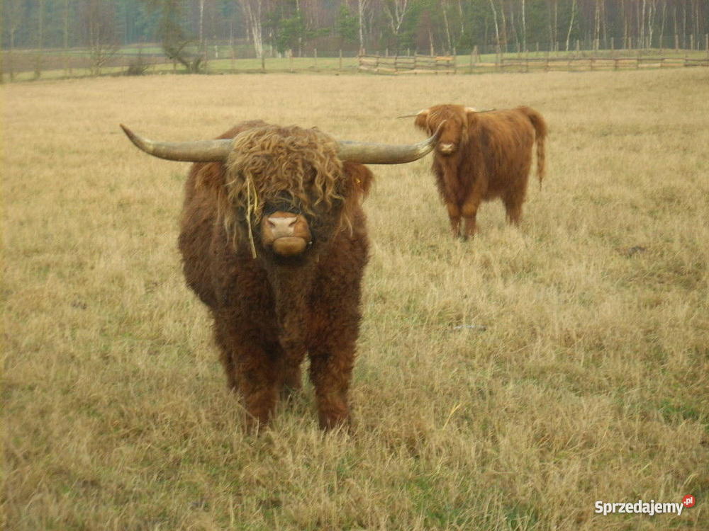 stado bydła Highland Cattle szkocka górska Pozostałe Niepoczołowice