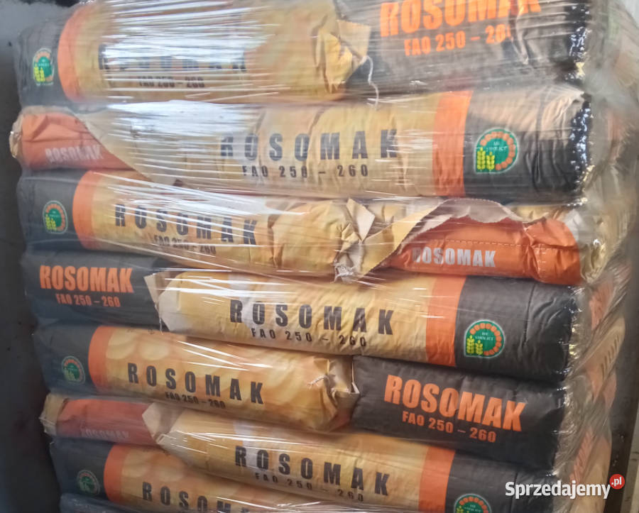 Materiał siewny kukurydza Rosomak FAO 250 Mława