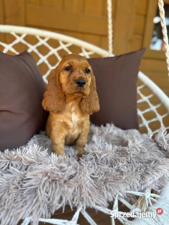 Cudowna mocno złota sunia Cocker Spaniel sprzedam
