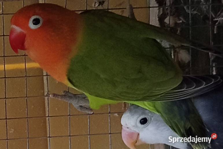 Nierozłączki Fischera Ptaki Mielec