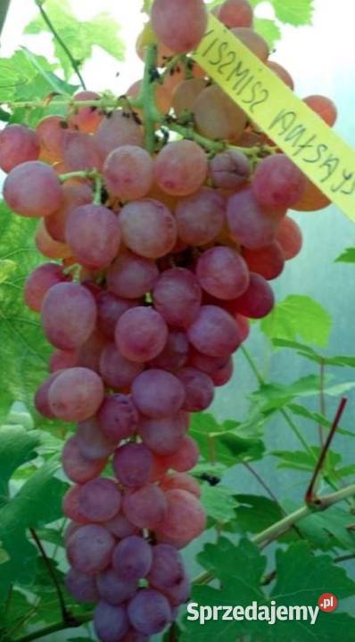 Winogrono bezpestkowe Kiszmisz Auksajskij Łazy Brzyńskie