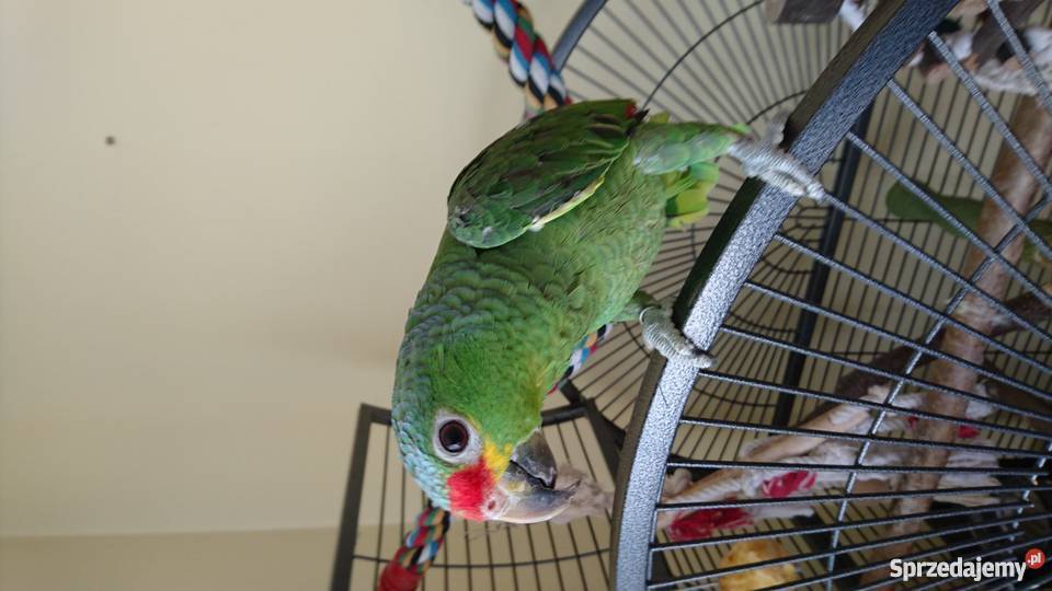 Papuga Amazonka żółtolica Łomża