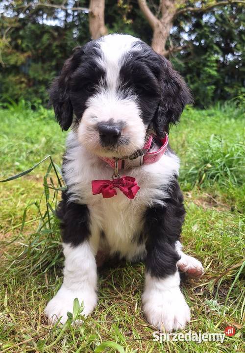 BernedoodleRodzice FCI inteligentny puchaty mazowieckie