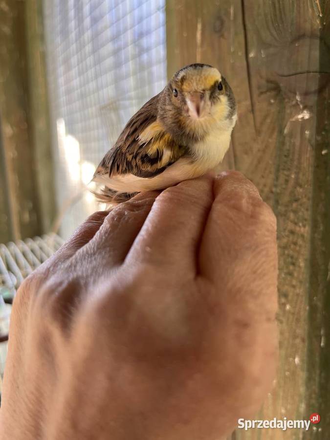 Sprzedam kanarki rosyjskie Zbychowo