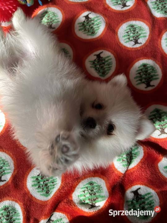 szpic miniaturowy piesek Szpic miniaturowy Skalbmierz