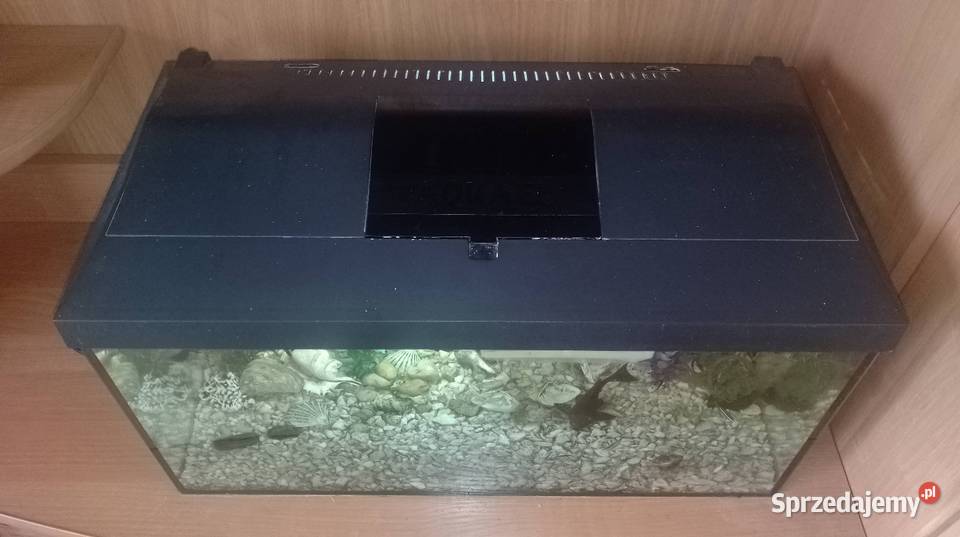 Akwarium aquael 55 litraRybki Zakładanie terrariów i akwariów Czarzyzna usługa dla zwierząt