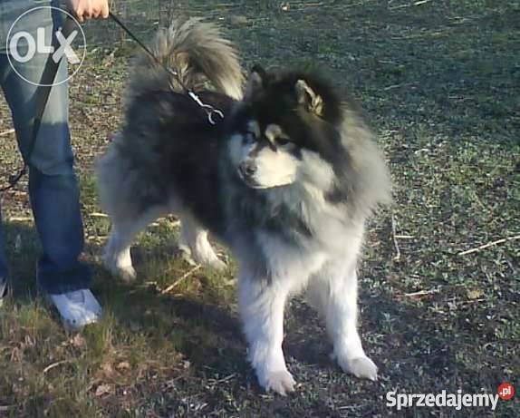 Szczeniaki rasy Alaskan Malamut Gorzkowice sprzedam