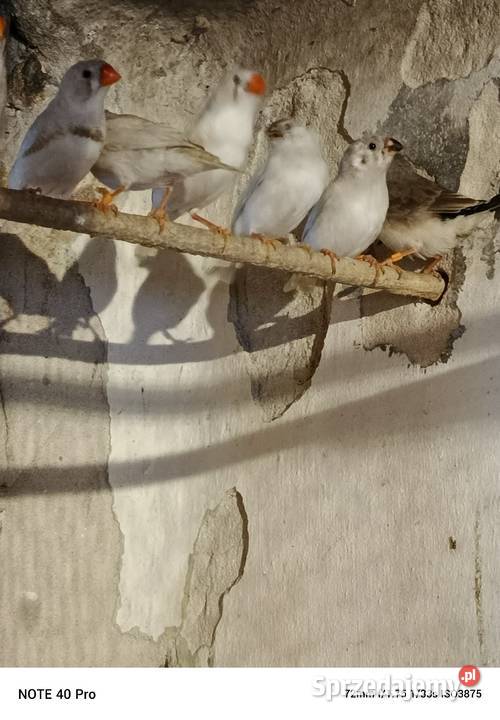 Sprzedam zeberki Gorzkowice sprzedam