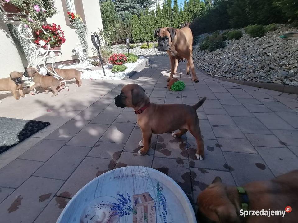 Bokser szczenięta Żukowo