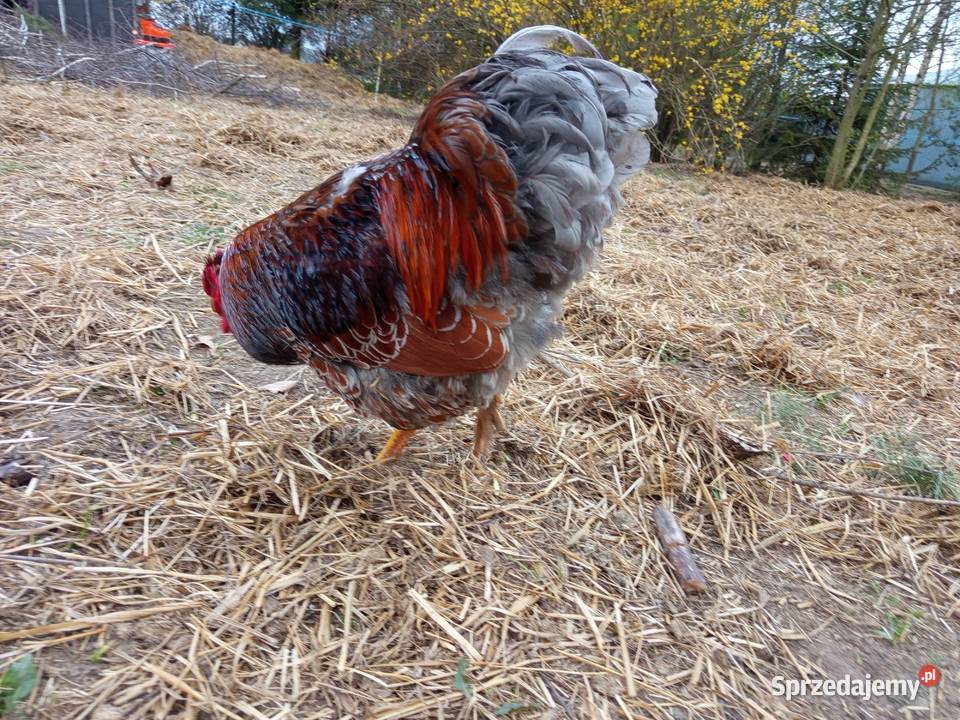 Kogut Wayandotta Blue Laced Gold Ptaki Obrąb