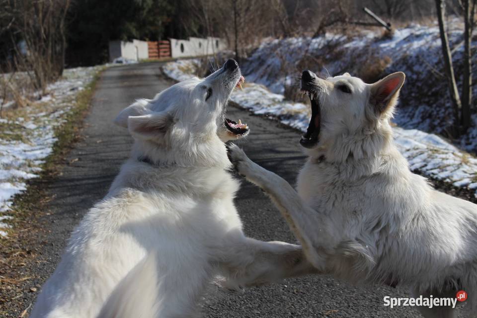 Biały Owczarek Szwajcarski