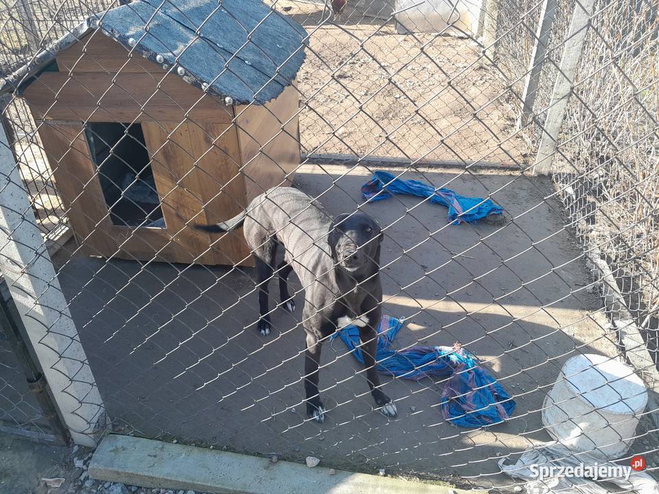 Pies chart Sadkowice sprzedam