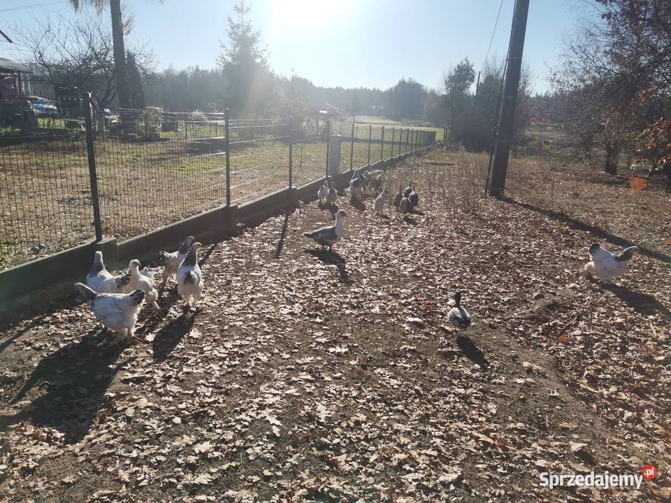 Kury Brahma olbrzymia Jodłówka-Wałki