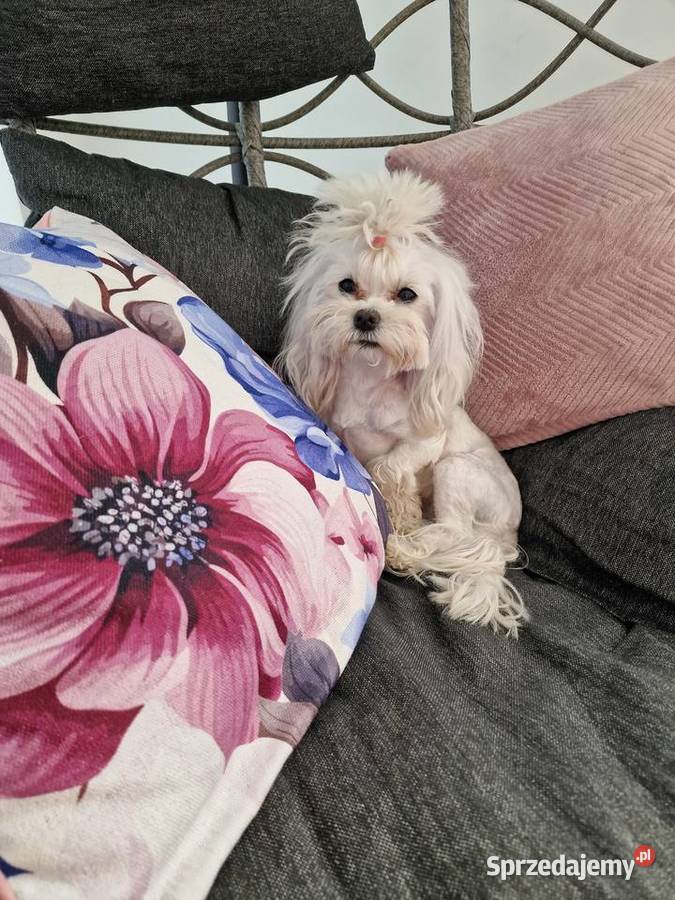 Sunia maltanczyk 2 xxs odchowana Jasło