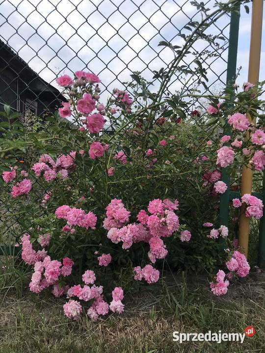 RÓŻA PNĄCA RÓŻOWA mazowieckie Stara Błotnica