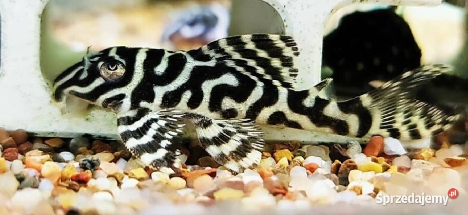 Glonojad L173 Hypancistrus sp ODŁÓW WF WYSYŁAMY Gdańsk sprzedam