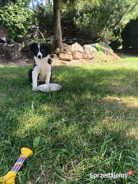 Suczka Border CollieBadania genetyczne rodziców świętokrzyskie Szczaworyż