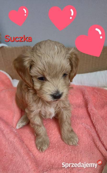 Maltipoo suczki gotowe w lutym kujawsko-pomorskie Inowrocław