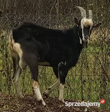 Zdrowy kozioł rozpłodowy wielkopolskie Dębicze