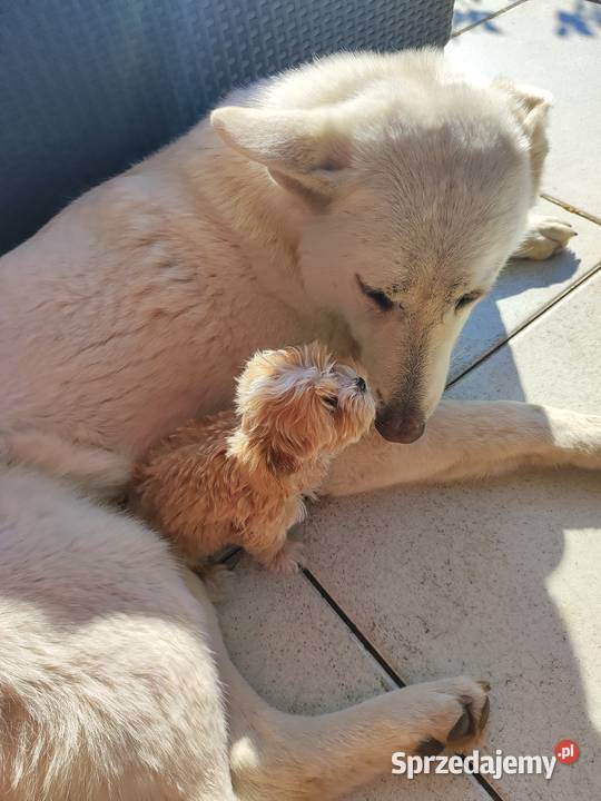 Hawańczyk rodowód FCI Pozostałe