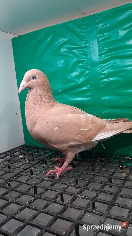 mam do sprzedania samicę Mulemans na glazer oku Chojnik